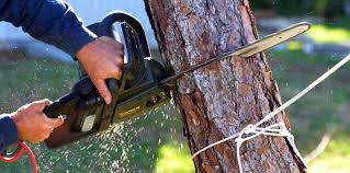 How Our Tree Care Process Works  in  Eddington, PA