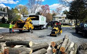 Tree and Shrub Care in Eddington, PA