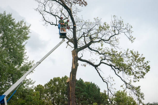 Trusted Eddington, PA Tree Care Experts